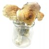 Mazatapec Mushrooms (Live Psilocybin)
