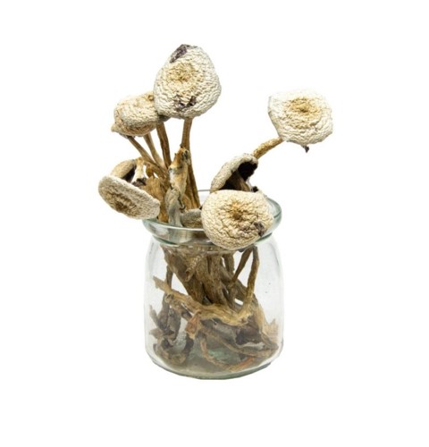 Wollygong Mushrooms