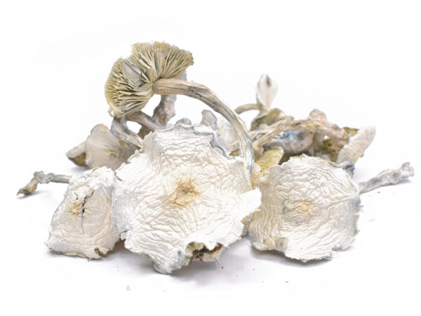 Albino Zilla Mushrooms (Live Psilocybin)